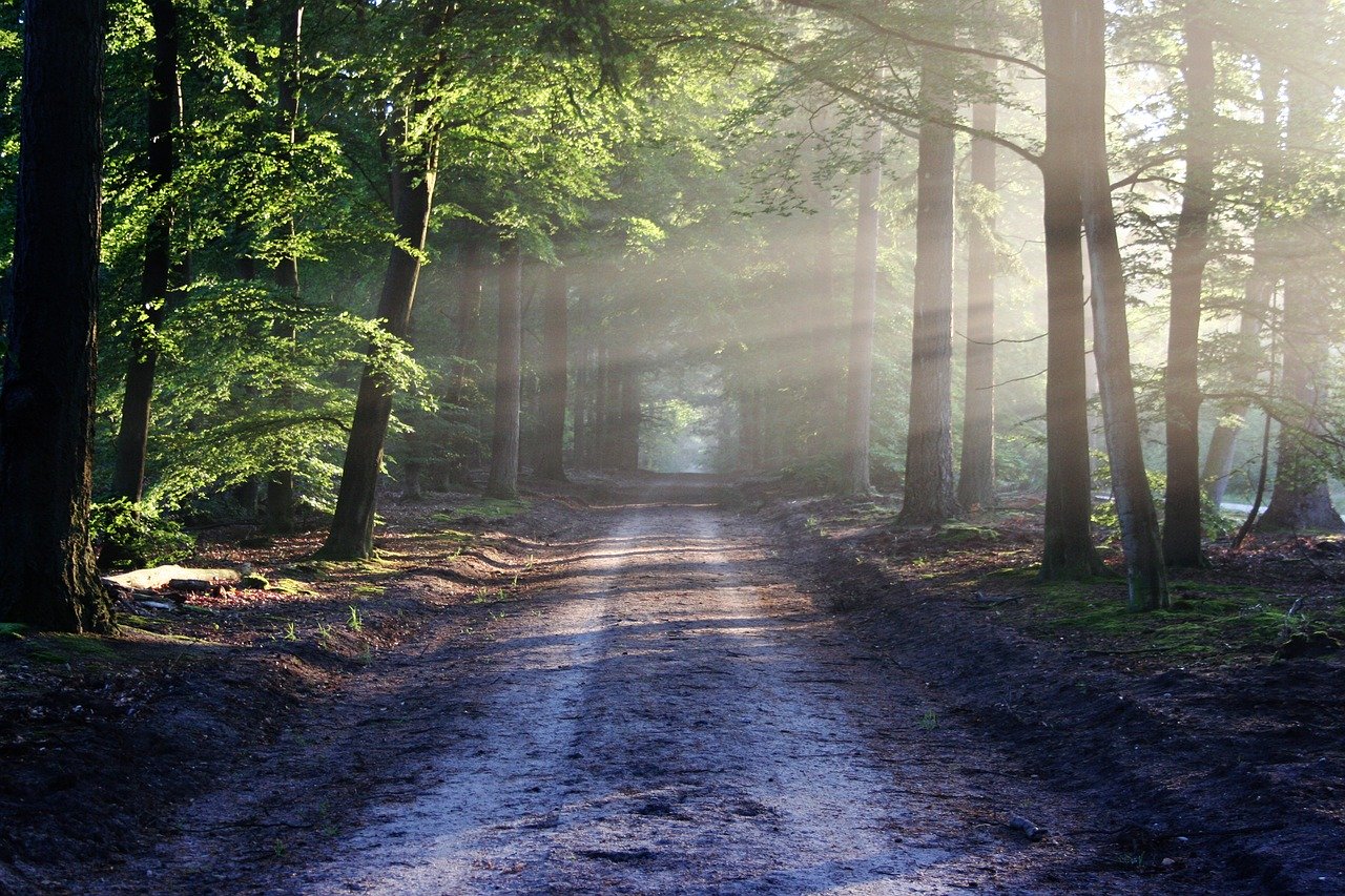 MiniBigForest fait revenir la forêt en ville